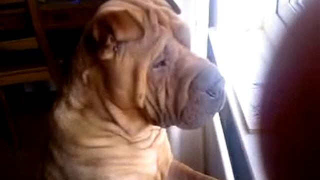 Shar pei Dog Looking out for a Cat смотреть онлайн