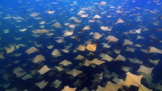 Cownose Rays | MacOS Sonoma Live Wallpaper