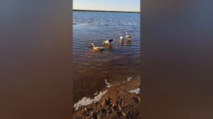 Домашние гуси в Ямальской тундре 2024