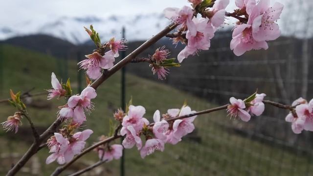 #6 VITA IN MONTAGNA - UNICI ABITANTI - COLTIVIAMO A 1000 METRI смотреть онлайн