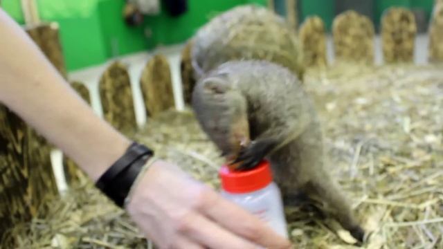 В Екатеринбурге новорожденных мангустов-двойняшек выкармливают из соски