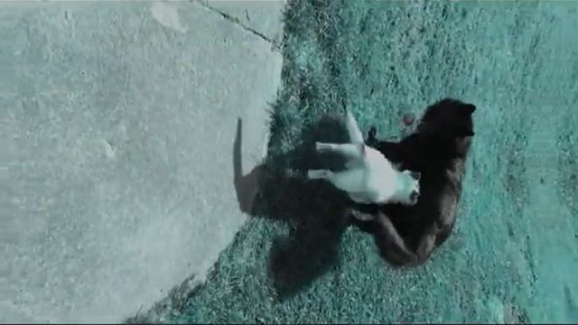 Chamber of Reflection - Mac DeMarco Official Video смотреть онлайн