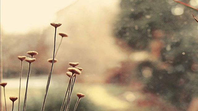 Leagănul - Lucian Blaga смотреть онлайн