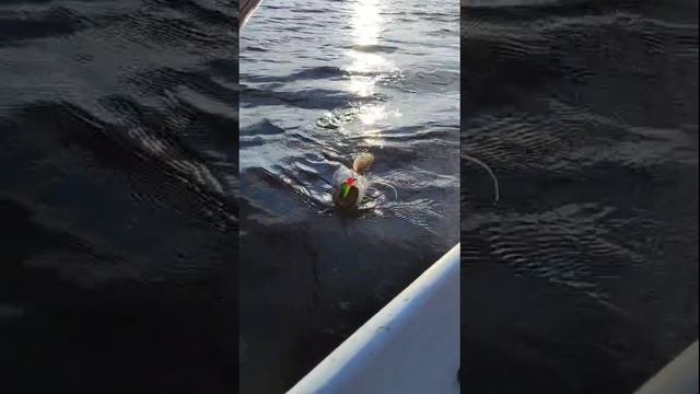 Ловля сома на воблер 80 мм (13 гр) от Mr. Musurok