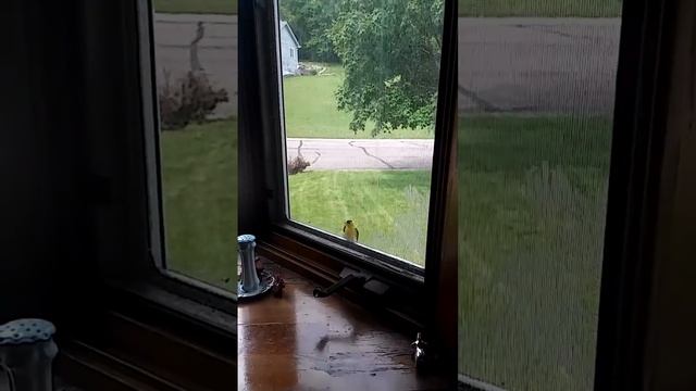 Goldfinch Trying to get through window смотреть онлайн