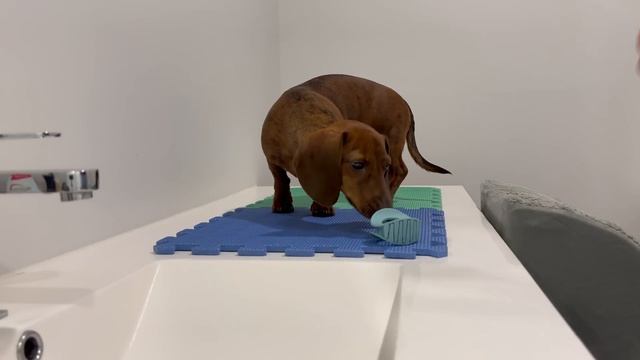 Getting ready with a mini dachshund! смотреть онлайн