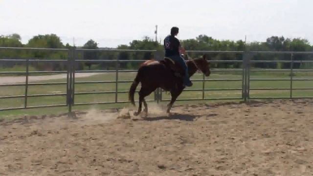 "Cadillac" - 7 year old grade mare for sale смотреть онлайн