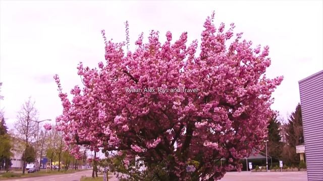 Beautiful Cherry Blossom смотреть онлайн