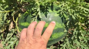 Арбуз Ред Хэвен F1 , Краснодарский край, 4 июля 2024 год.