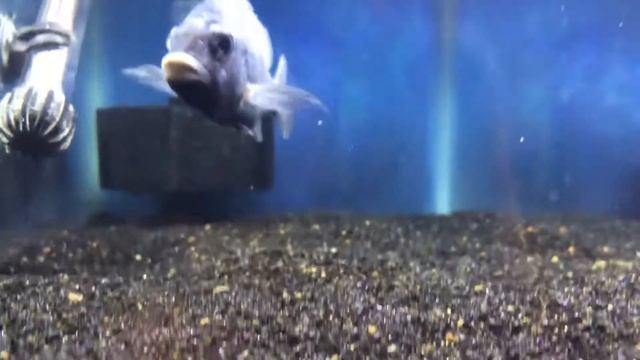 Sick and injured fish 🤕 смотреть онлайн