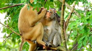 BABY MONKEY JINX IS HUNGRY MILK COS SHE SUCKS HER ARM,SHE CAN GET MILK BUT JADE IS LATE AND GROOMIN