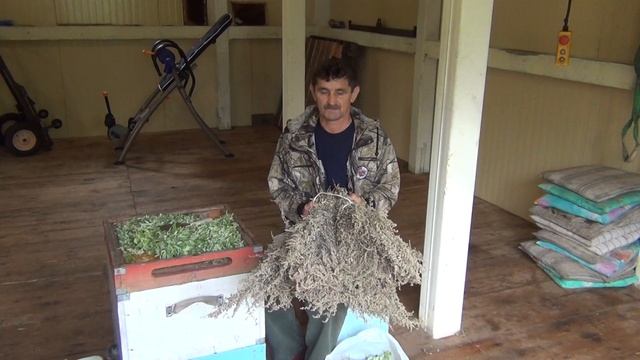 500+ Заготавливаем полынь для борьбы от клеща и нозематоза. смотреть онлайн