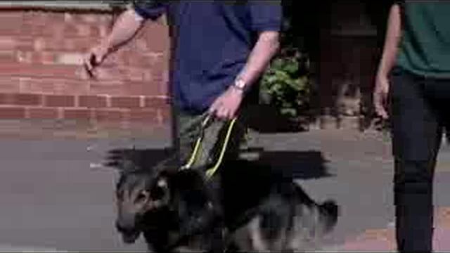 U8_Guide_Dogs_mixed