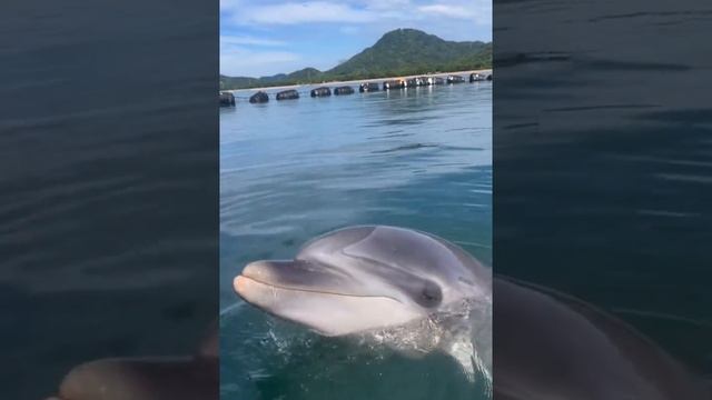 Поддержи подпиской. смотреть онлайн