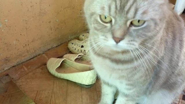 Злой Кот разговаривает - говорит дай пройти, кот идёт гулять #VivaVideo.