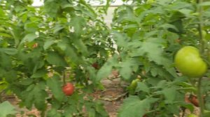 Томат Хакимару F1 , Краснодарский край, 29 мая 2024г.