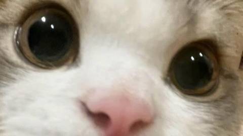 ыыцы смотреть онлайн