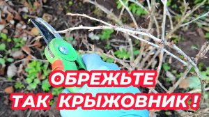 Крыжовник завалит ягодами если обрежете его так! Показываю как обрезать крыжовник.