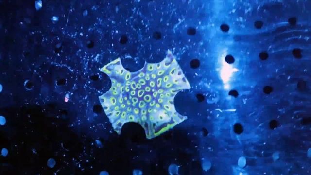 Coral Farming At Its Finest !  Cherry Corals Video Tour