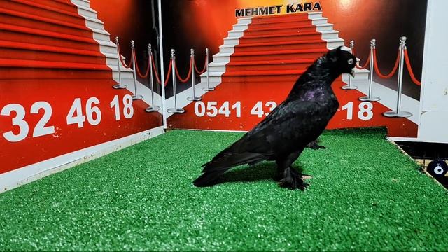 @ KRAL KUŞ ARIYAN YAYINA GELSİN GARANTİLİ SAGLAM TAKIM . смотреть онлайн