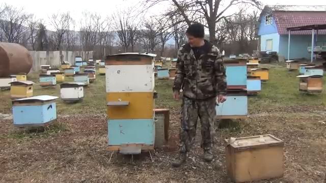 500+ Изоляция маток в медосбор. Подведение итогов. смотреть онлайн