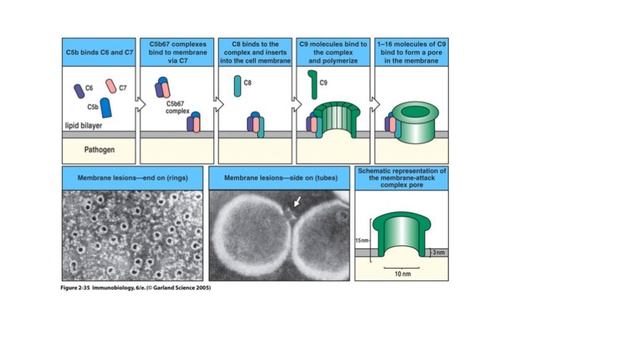 Immunology3-Complement and MAC formation смотреть онлайн