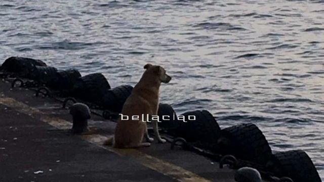 𝘌. Mac DeMarco - Little Dogs March lyrics (Türkçe Çeviri) смотреть онлайн