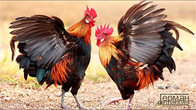 Kol-O-Bok - Каждой твари по паре (изучаем фауну по картинкам) смотреть онлайн