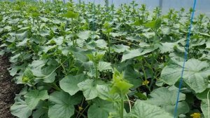 Начинаем летний оборот огурца.