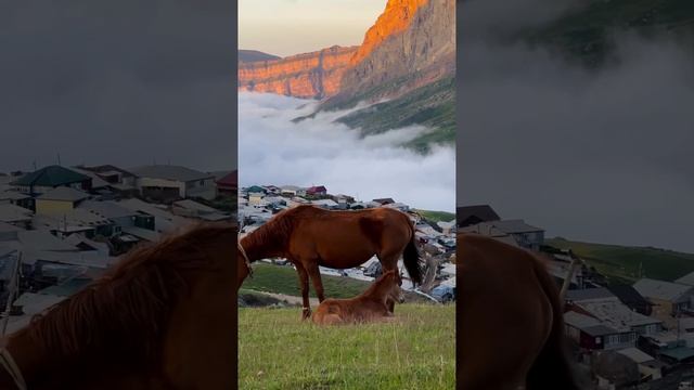 Факт о лошадях