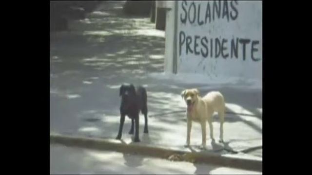 Quieto en marcha - Adiestramiento de canino en Tucumán смотреть онлайн