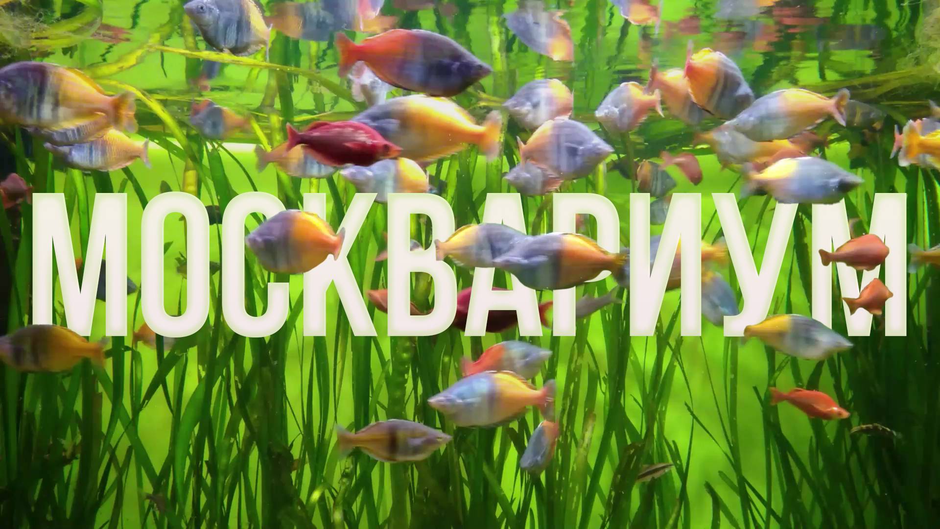 Москвариум смотреть онлайн