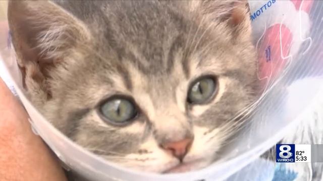 Kitten thrown out of car window смотреть онлайн