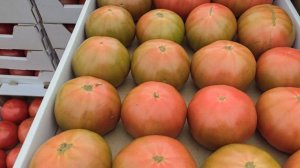 Сравнение томатов Азор, Хакимару и Мей Шуай, Краснодарский край, 29 мая 2024 год.