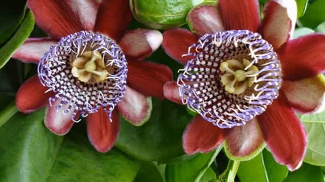 A flor do maracujá - Fagundes Varela (Paulo Autran) смотреть онлайн