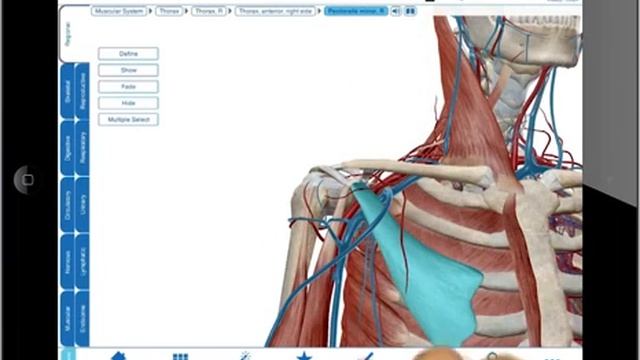 Human Anatomy Atlas tutorial (iPad) смотреть онлайн