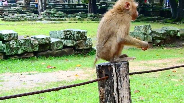 The Whole Group do Not Accept Rolex At All, Hungry Poor Orphan Monkey Rolex After Rain. смотреть онлайн