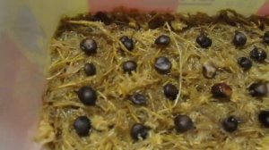 23 11 22 г  Магнолия   закладываем семена на стратификацию