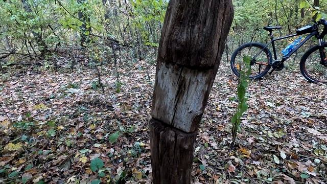 In The Autumn Forest On A Bike.