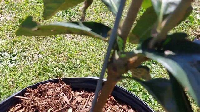 Full April Orchard Tour | Full Citrus Tour смотреть онлайн