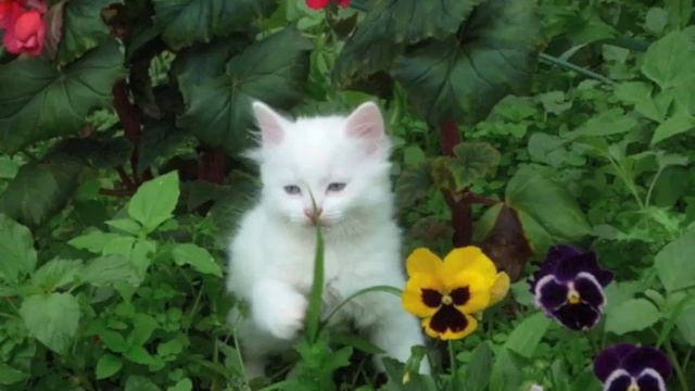 Стёупа - PETA смотреть онлайн