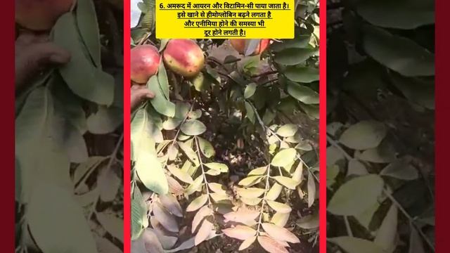 287#APPLE-GUAVA#CROSS#BILLAUA-22#LASTS#UPTO#APRIL#उन्नत#लाल#बिल्लउआ-22#सेब-अमरूद#अप्रैल तक#आता है। смотреть онлайн