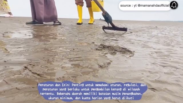 Macoma cumana memiliki penyebaran luas di perairan laut dan pesisir sebagian besar wilayah Eropa смотреть онлайн