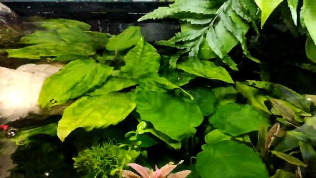 вабикуса опыт использования смотреть онлайн