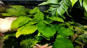 вабикуса опыт использования