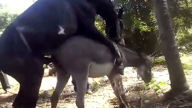 Caballo apareándose con Burra смотреть онлайн