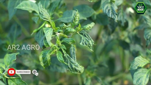 মরিচের পাতা কোকড়ানো রোগ দূর করুন খুব সহজেই। মরিচ গাছের পাতা কোকড়ানো রোগ ও প্রতিকার। смотреть онлайн