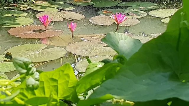 Đạo Phật Không Phải Tôn Giáo, Thầy Pháp Hoà Giảng Đúng Không | Trích đoạn Đ.B Niết Bàn - HT.Từ Thôn смотреть онлайн