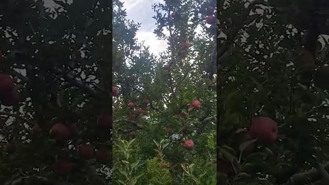 #post harvest spray schedule in apple 24 july 2022 смотреть онлайн