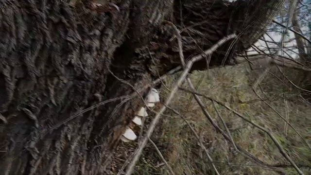 S3 8l project 44WY |MTW смотреть онлайн